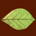 Natural Green